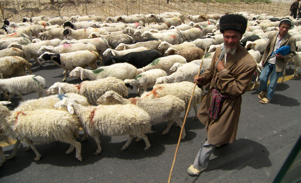 Sheep herder, Kashgar Xinjiang. Photo by Brian Lander.